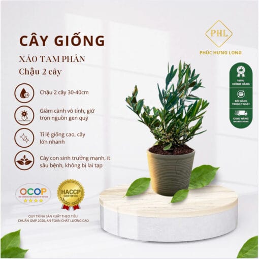 Cây giống Xáo tam phân chậu 2 cây (20-25 cm)