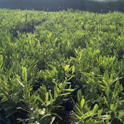 Cây giống Xáo Tam Phân ( 30-40cm) Chậu 3 cây