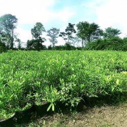 Cây giống Xáo Tam Phân ( 30-40cm) Chậu 3 cây