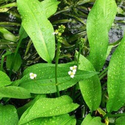 Tả trạch