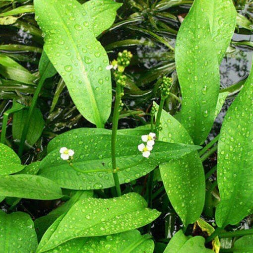 Tả trạch