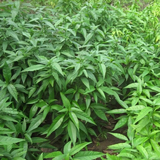 Xương khỉ