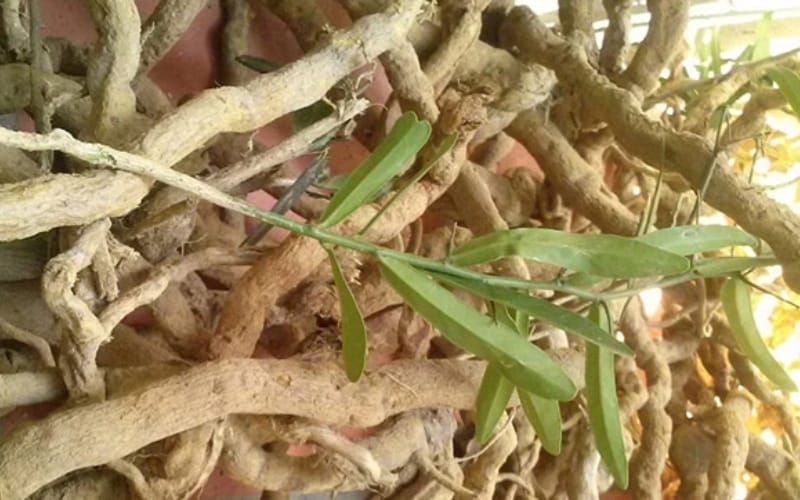 Ăn uống kết hợp Xáo tam phân giúp phòng ngừa ung thư
