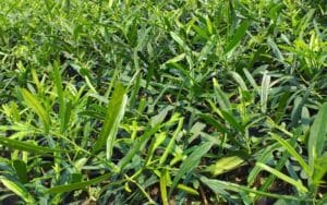 Công dụng của cây Xáo Tam Phân