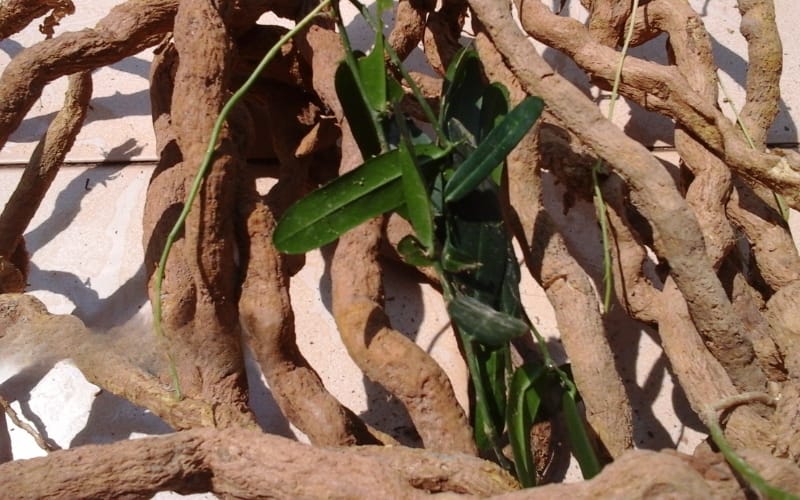 Gan nhiễm mỡ có nguy hiểm không? Xáo tam phân hỗ trợ điều trị như thế nào?