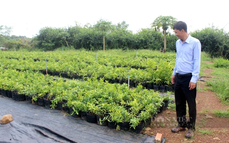 Nông dân Việt Nam xuất sắc 2024 đến từ Đồng Nai là người trồng cây dược liệu quý hỗ trợ điều trị bệnh nan y