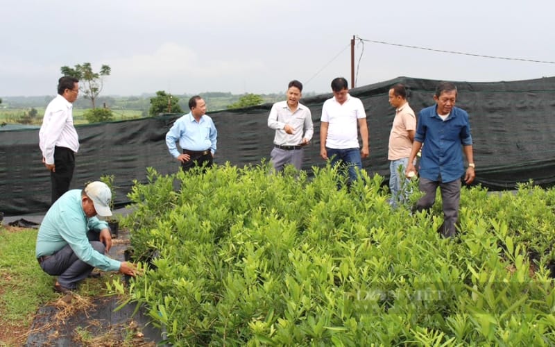 Nông dân Việt Nam xuất sắc 2024 đến từ Đồng Nai là người trồng cây dược liệu quý hỗ trợ điều trị bệnh nan y