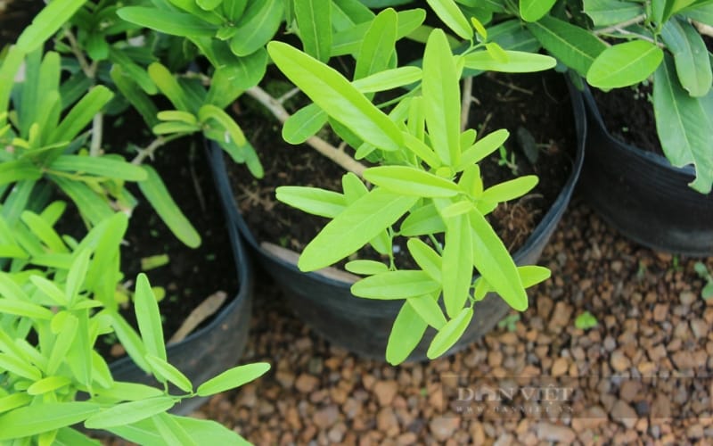 Nông dân Việt Nam xuất sắc 2024 đến từ Đồng Nai là người trồng cây dược liệu quý hỗ trợ điều trị bệnh nan y