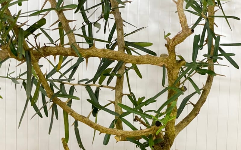 Nông dân Việt Nam xuất sắc 2024 đến từ Đồng Nai là người trồng cây dược liệu quý hỗ trợ điều trị bệnh nan y