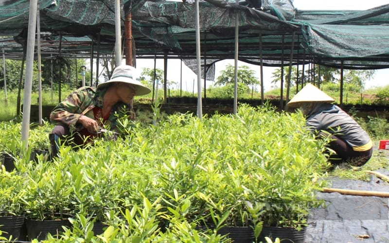 Nông dân Việt Nam xuất sắc 2024 đến từ Đồng Nai là người trồng cây dược liệu quý hỗ trợ điều trị bệnh nan y