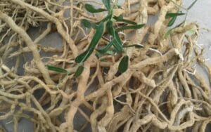 Thông tin khoa học của xáo tam phân