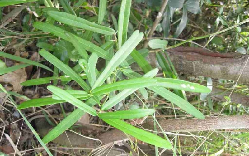 Thông tin khoa học của xáo tam phân