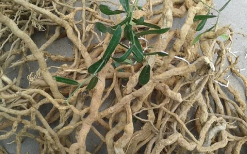 Xáo tam phân – Thảo dược quý hỗ trợ điều trị 5 loại bệnh ung thư