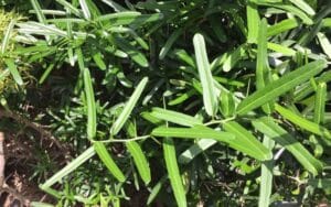 Xáo Tam Phân, Thảo Dược Quý Hỗ Trợ Điều Trị Bệnh