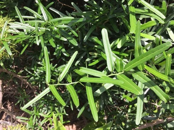 Xáo Tam Phân, Thảo Dược Quý Hỗ Trợ Điều Trị Bệnh