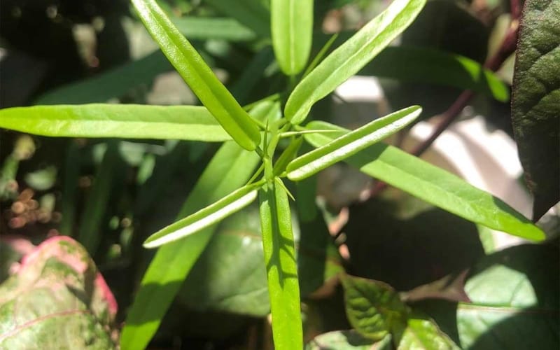 5 cách sử dụng Xáo tam phân để đạt hiệu quả cao nhất