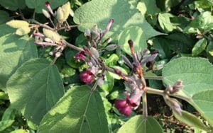 An xoa tím có tác dụng phụ không? Ai nên và không nên sử dụng?