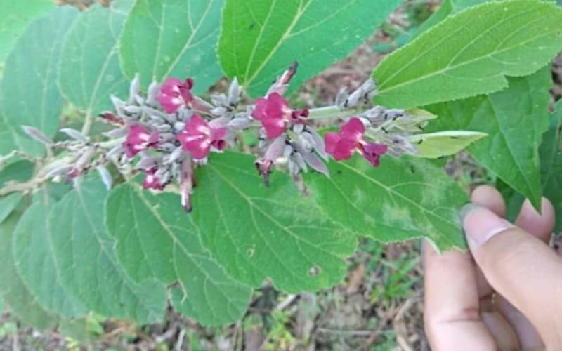 An xoa tím có tác dụng phụ không? Ai nên và không nên sử dụng?