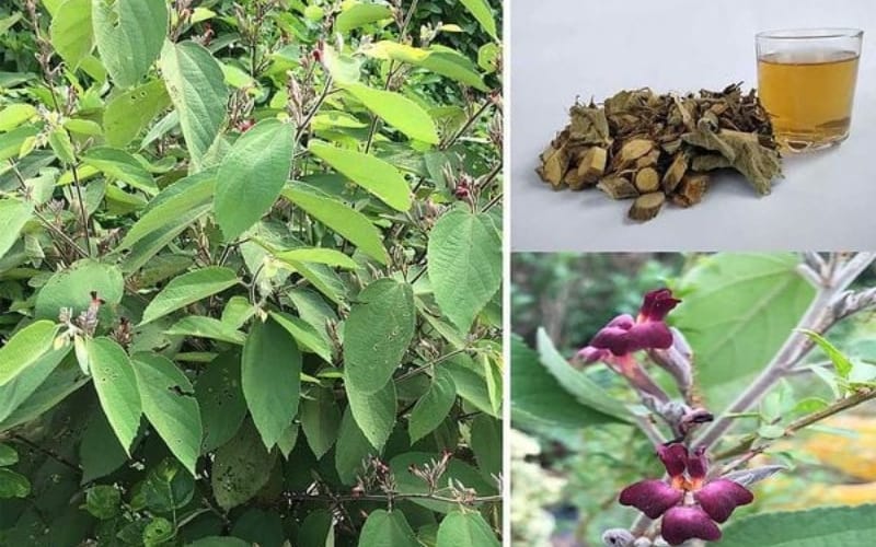 An xoa tím có tác dụng phụ không? Ai nên và không nên sử dụng?