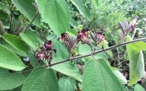 Bảo vệ gan khỏe mạnh với An xoa tím – Bí quyết từ thiên nhiên