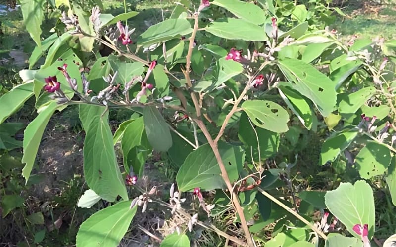 Bảo vệ gan khỏe mạnh với An xoa tím – Bí quyết từ thiên nhiên