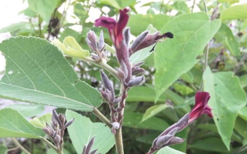 Bảo vệ gan khỏe mạnh với An xoa tím – Bí quyết từ thiên nhiên