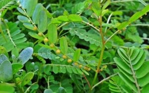 Diệp hạ châu có thể giúp gì cho người bị gan nhiễm mỡ?