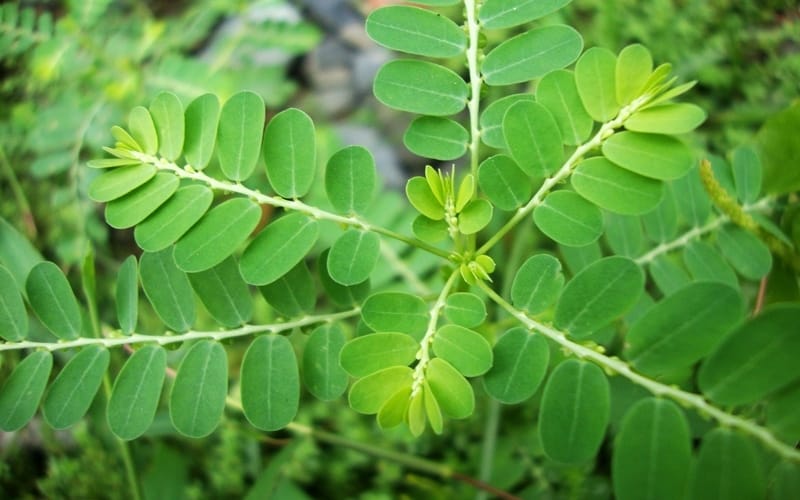 Diệp hạ châu có thể giúp gì cho người bị gan nhiễm mỡ?