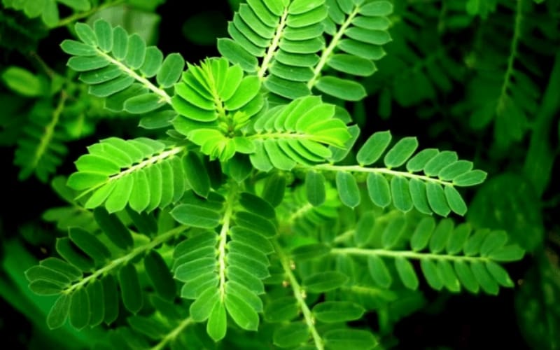 Diệp hạ châu có thể giúp gì cho người bị gan nhiễm mỡ?