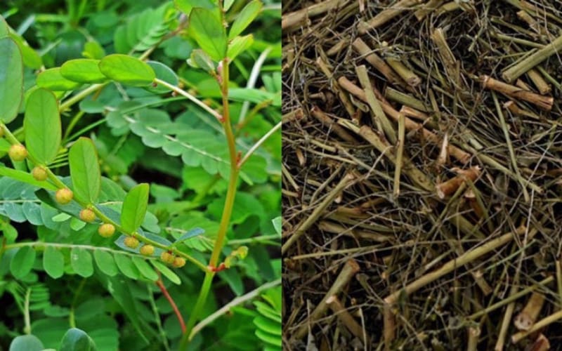 Diệp hạ châu có thể giúp gì cho người bị gan nhiễm mỡ?