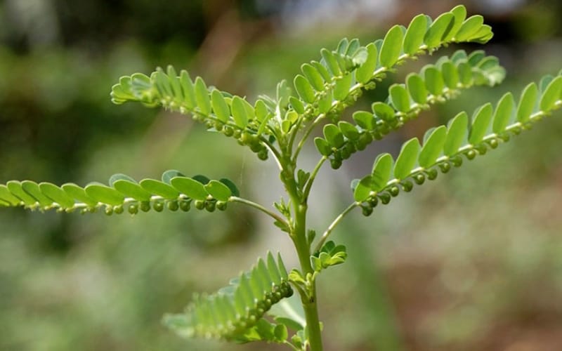 Diệp hạ châu – Làm thế nào để hỗ trợ điều trị viêm gan B hiệu quả?