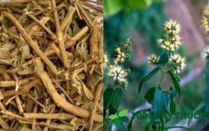 Dùng Dạ cẩm để cải thiện trào ngược dạ dày có thực sự hiệu quả?