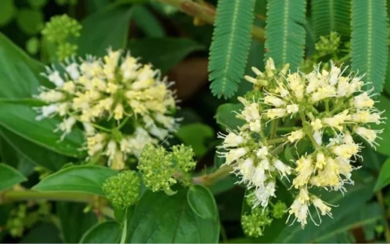 Dùng Dạ cẩm để cải thiện trào ngược dạ dày có thực sự hiệu quả?