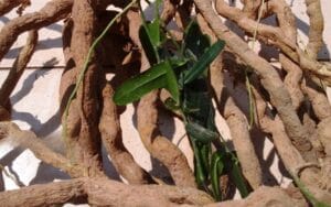 Dùng rễ Xáo tam phân sấy khô thế nào để phát huy công dụng tốt nhất?