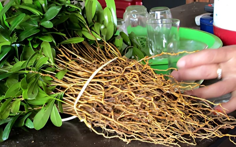 Dùng rễ Xáo tam phân sấy khô thế nào để phát huy công dụng tốt nhất?