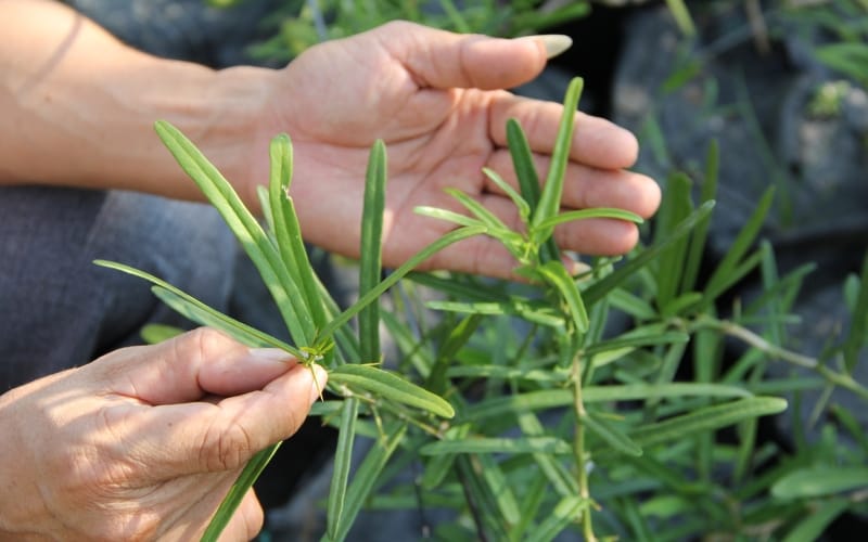 Dùng rễ Xáo tam phân sấy khô thế nào để phát huy công dụng tốt nhất?