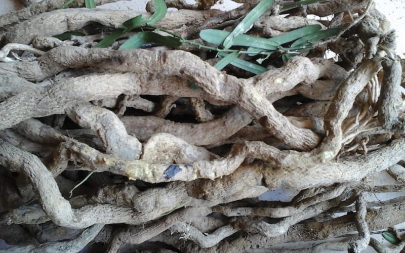 Dùng rễ Xáo tam phân sấy khô thế nào để phát huy công dụng tốt nhất?