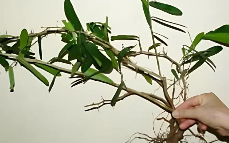 Hỗ trợ điều trị ung thư bằng Xáo tam phân – Thực hư ra sao?