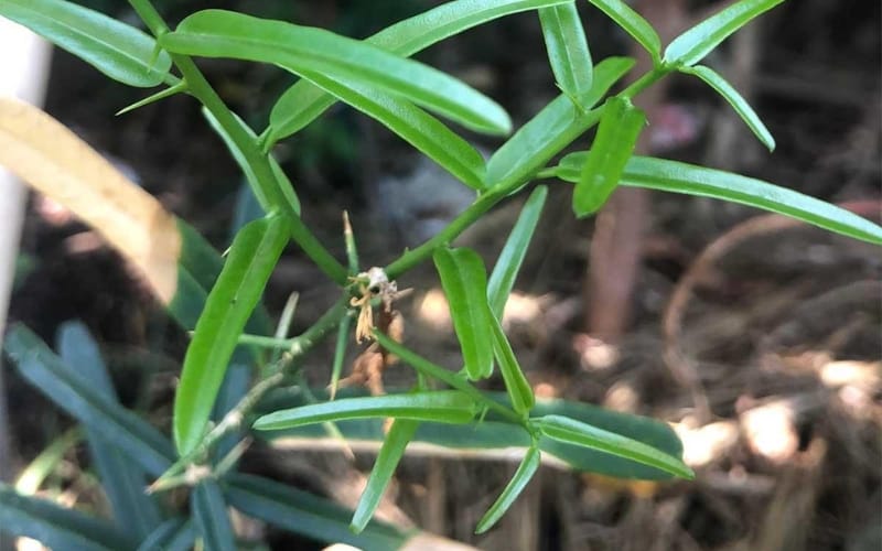 Hỗ trợ điều trị ung thư bằng Xáo tam phân – Thực hư ra sao?