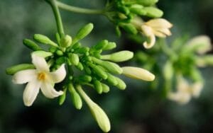 Hoa đu đủ đực có giúp giảm cân? Chuyên gia nói gì?