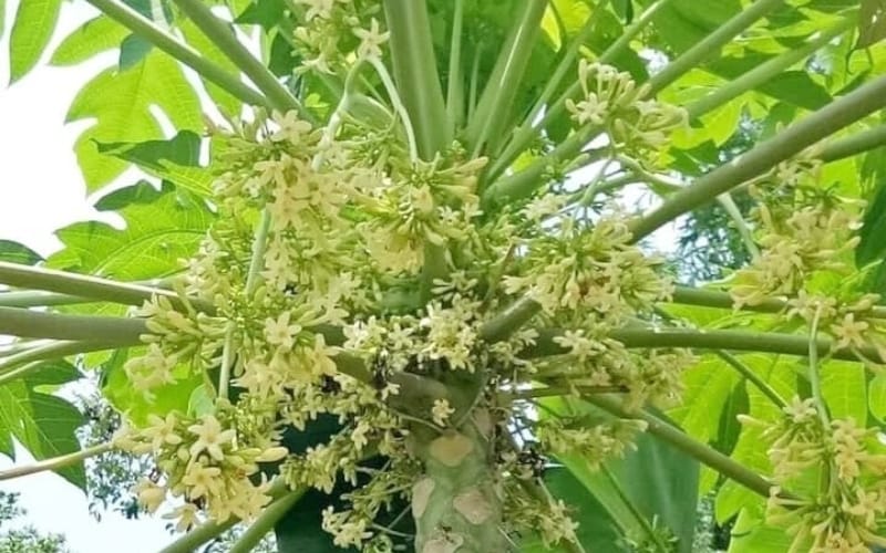 Hoa đu đủ đực có giúp giảm cân? Chuyên gia nói gì?