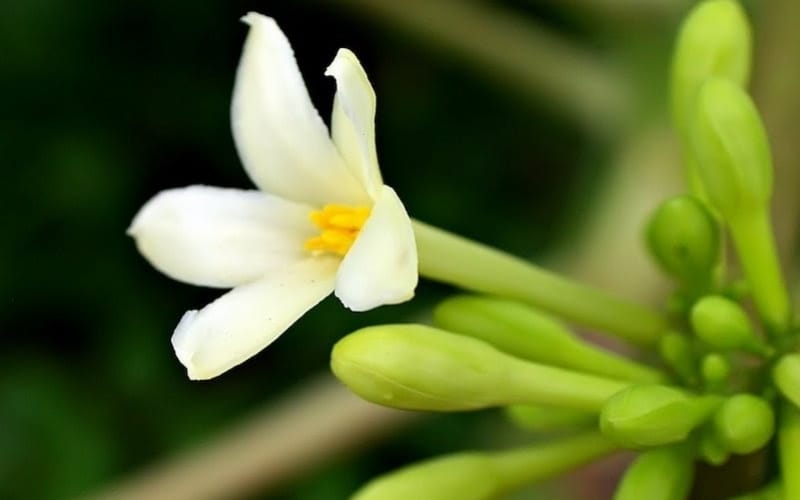 Hoa đu đủ đực có giúp giảm cân? Chuyên gia nói gì?