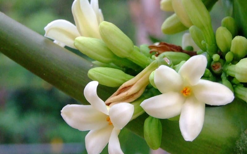 Hoa đu đủ đực có giúp giảm cân? Chuyên gia nói gì?