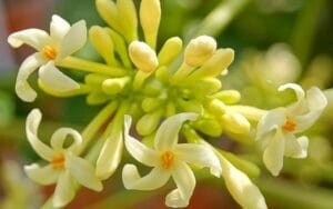 Hoa đu đủ đực có thật sự tốt cho người bị tiểu đường và huyết áp cao?