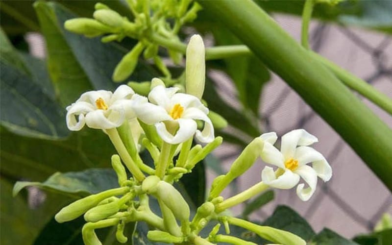 Hoa đu đủ đực có thật sự tốt cho người bị tiểu đường và huyết áp cao?