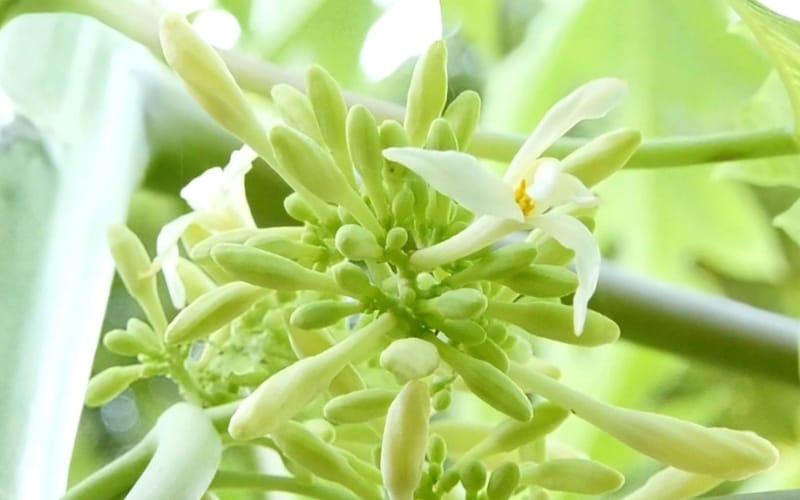 Hoa đu đủ đực có thật sự tốt cho người bị tiểu đường và huyết áp cao?