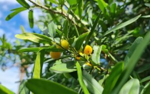 Kết hợp rễ Xáo tam phân với các loại dược liệu khác để tăng hiệu quả