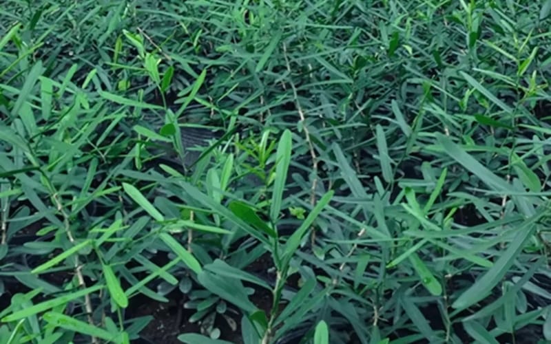 Kết hợp rễ Xáo tam phân với các loại dược liệu khác để tăng hiệu quả
