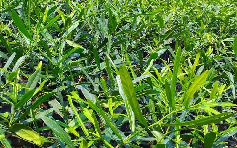 Kết hợp rễ Xáo tam phân với các loại dược liệu khác để tăng hiệu quả