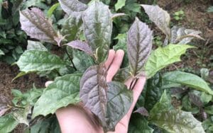 Sự thật về công dụng của Xạ đen trong việc giảm mỡ máu và ổn định huyết áp